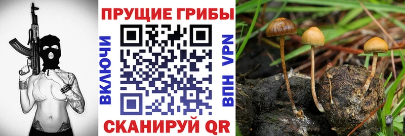 Галлюциногенные грибы Psilocybine cubensis  Купить закладки  Белорецк 